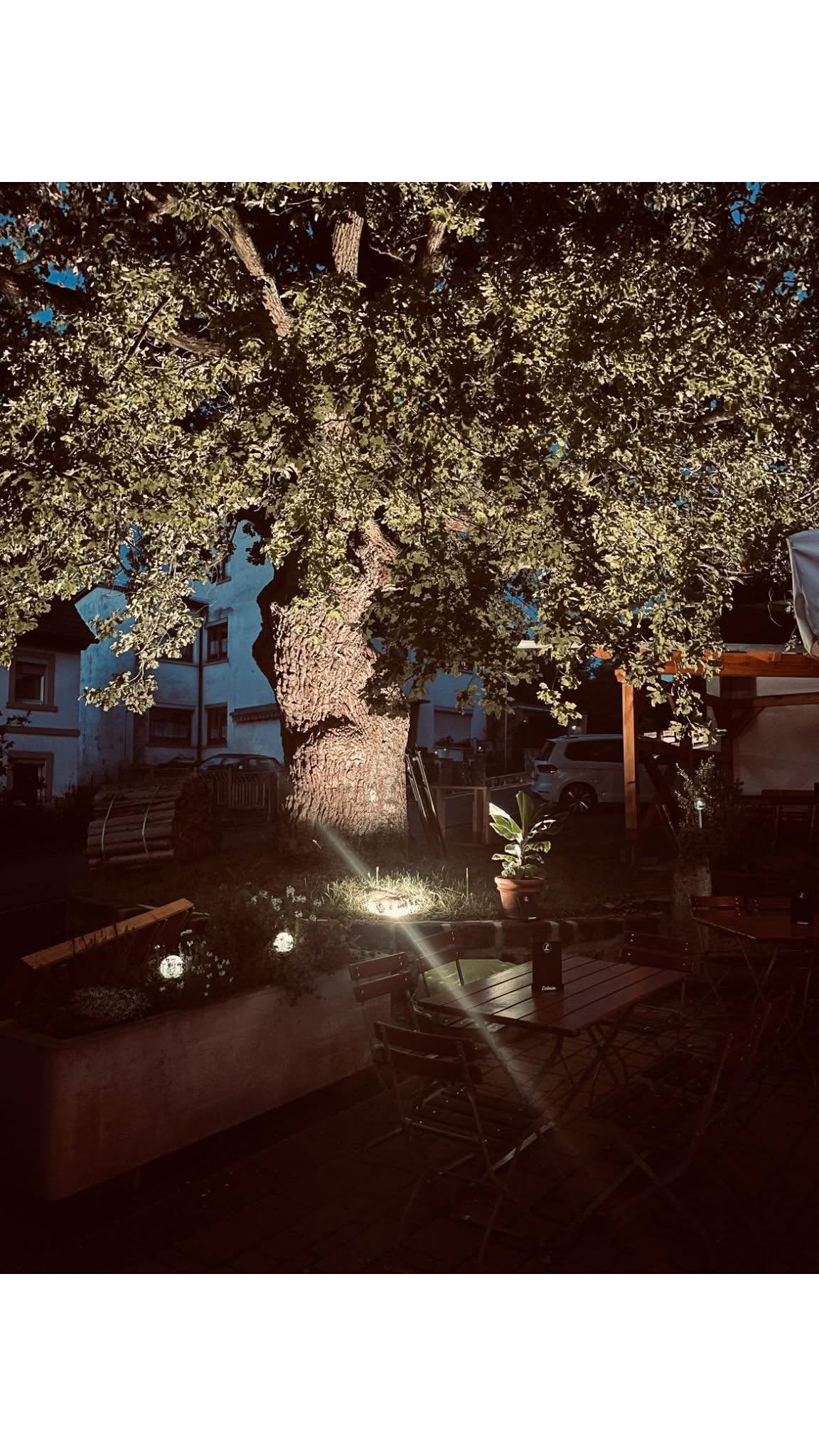 Die angestrahlte Eiche im Biergarten bei Nacht